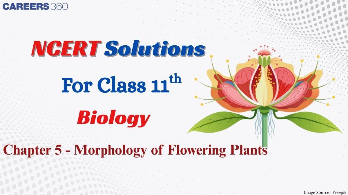 NCERT Solutions for Class 11 Biology Chapter 5 - Morphology of Flowering Plants